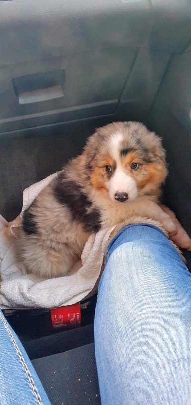 Unser Littlefoot in little :-)