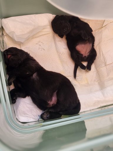 Die Handaufzuchten - Emma und Bagheera