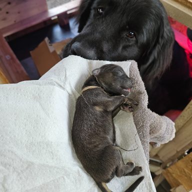 Manchmal ist die Natur stärker als wir. Mama Trudi nimmt Abschied