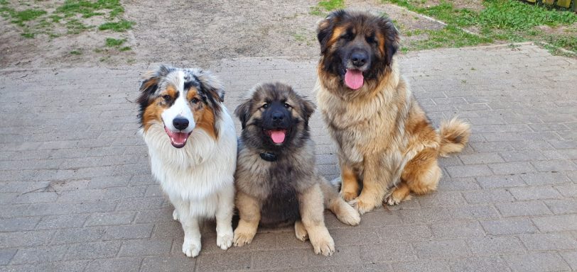 in der mitte klein Pumba, rechts seine Mama