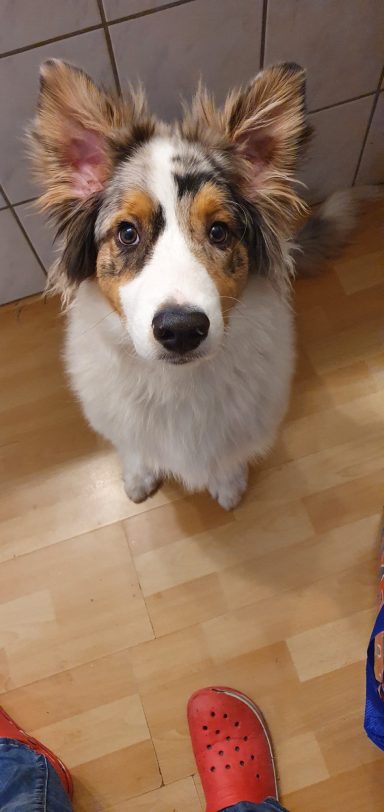 Littlefoot die Fledermaus