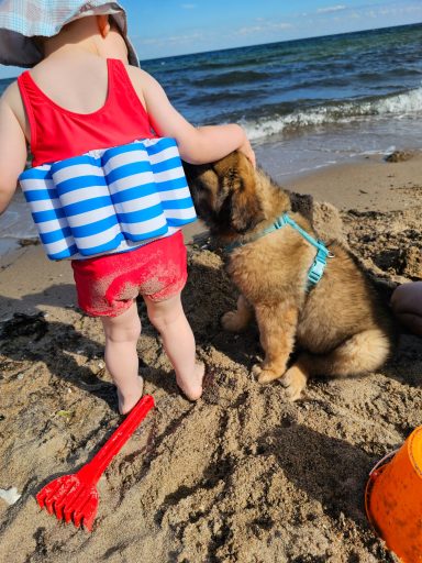 Urlaub am Strand mit 7 Welpen