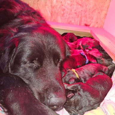 Glückliche Mami und glückliche Bärchen