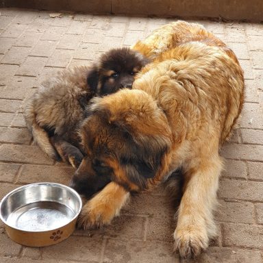 Mama Nara und klein Pumba