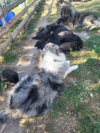 So sieht bei uns "Aufwachsen im Rudel aus"