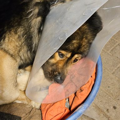 unser frisch kastrierter Pumba