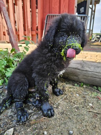 Wie aus einem schwarzen ein grüner Hund wird
