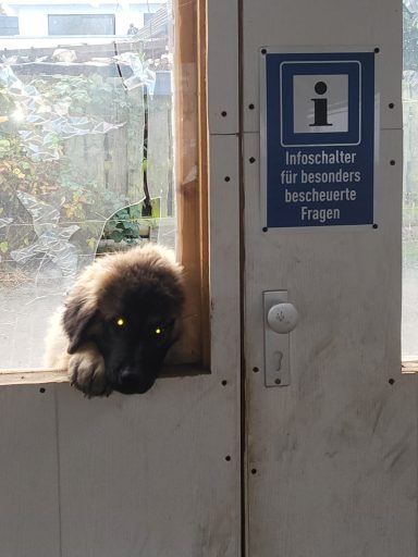 Alma, kostete mich viele Nerven und neue Scheiben