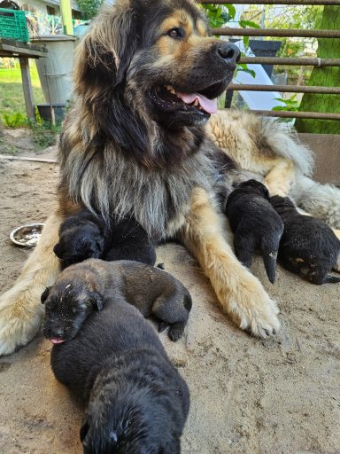 Auch Papa darf zeitig zu seinen Babys